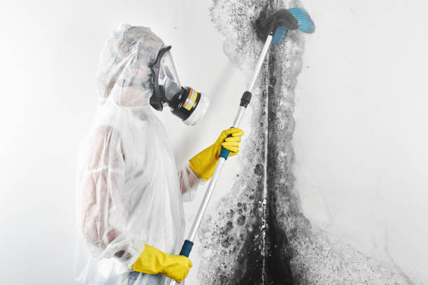 Best Mold-Related Health Consultation  in Lima, OH